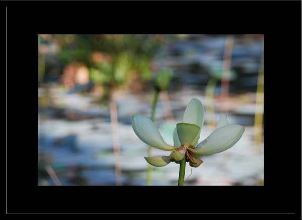 Waterlily Wash Horizontal - Photograhic print in Black Frame